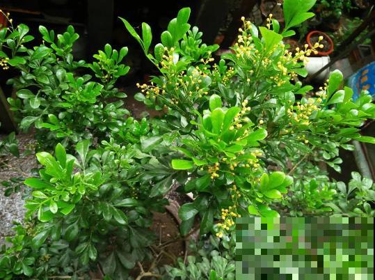 家里有这花，不能乱换盆，换完叶子哗哗掉！