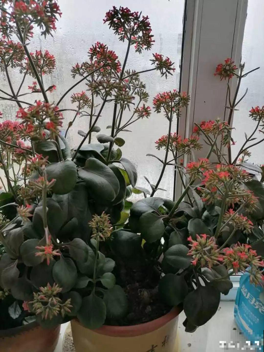 3棵茶花绑一绑，1年变成大老桩，懒人也能养成！