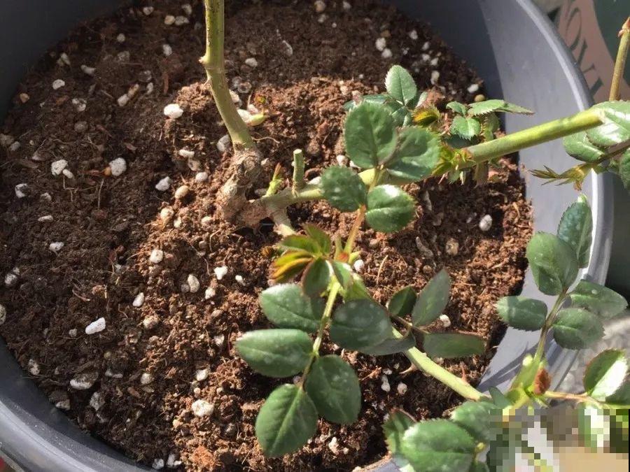 换盆时间到了，家里有这花，换完就窜新芽！
