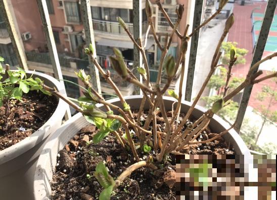 有些花，你以为还活着，其实早死了！