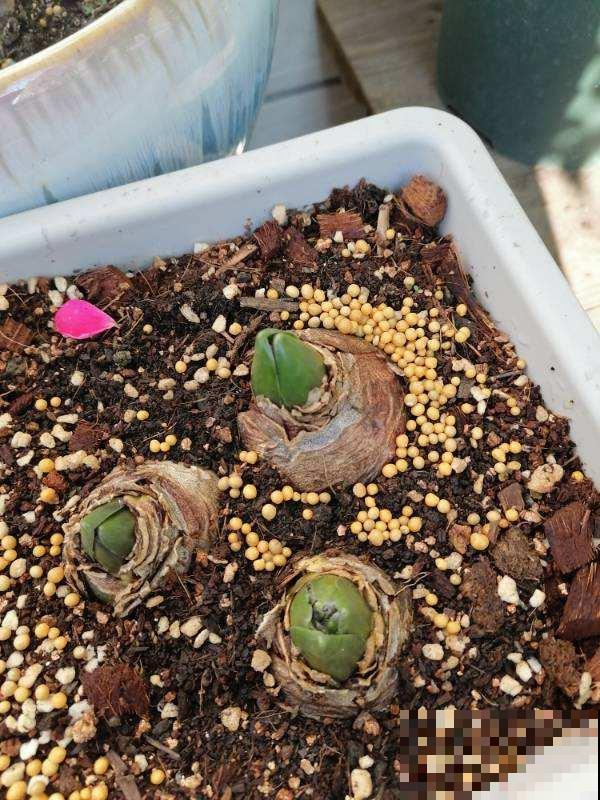 风信子叶子还没长出来？抓紧换地，不然一周之后都臭了