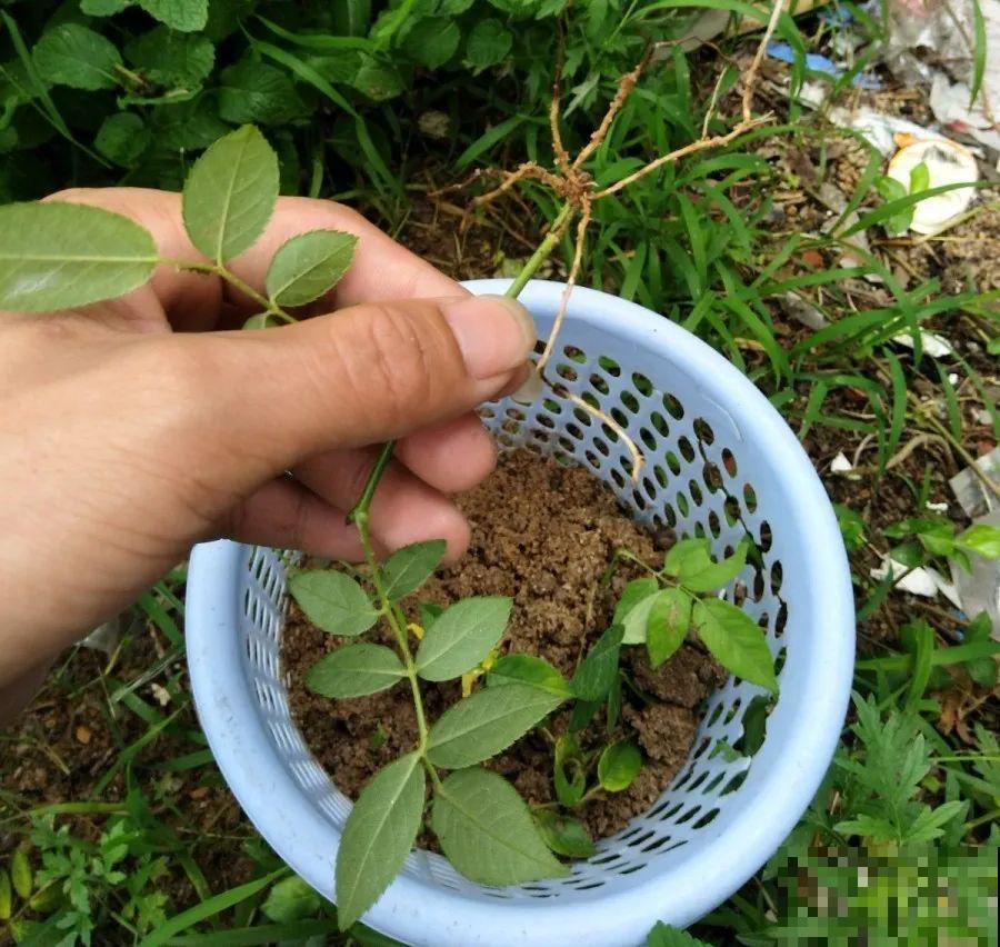 春天扦插，就教你一招不用花盆，一个比一个长得好！