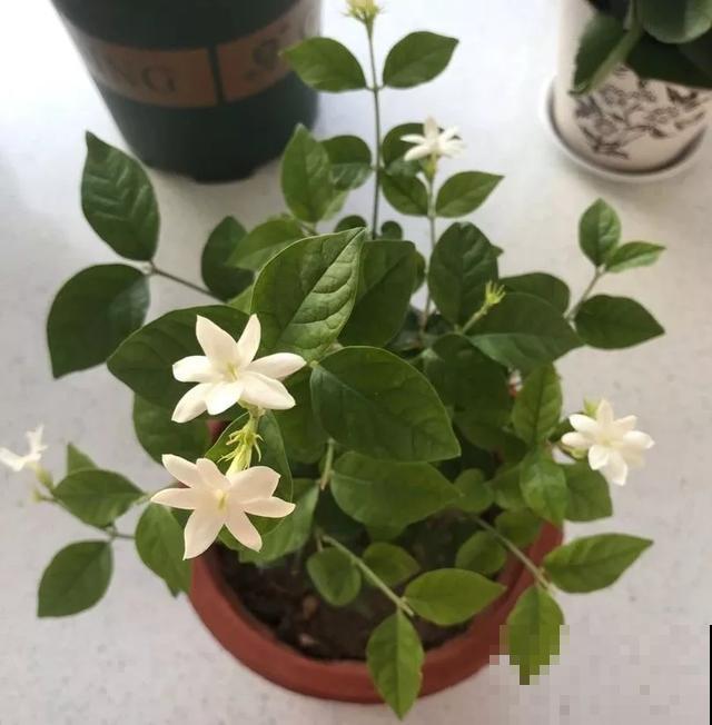 春天养花，别乱修剪，小心一年不开花
