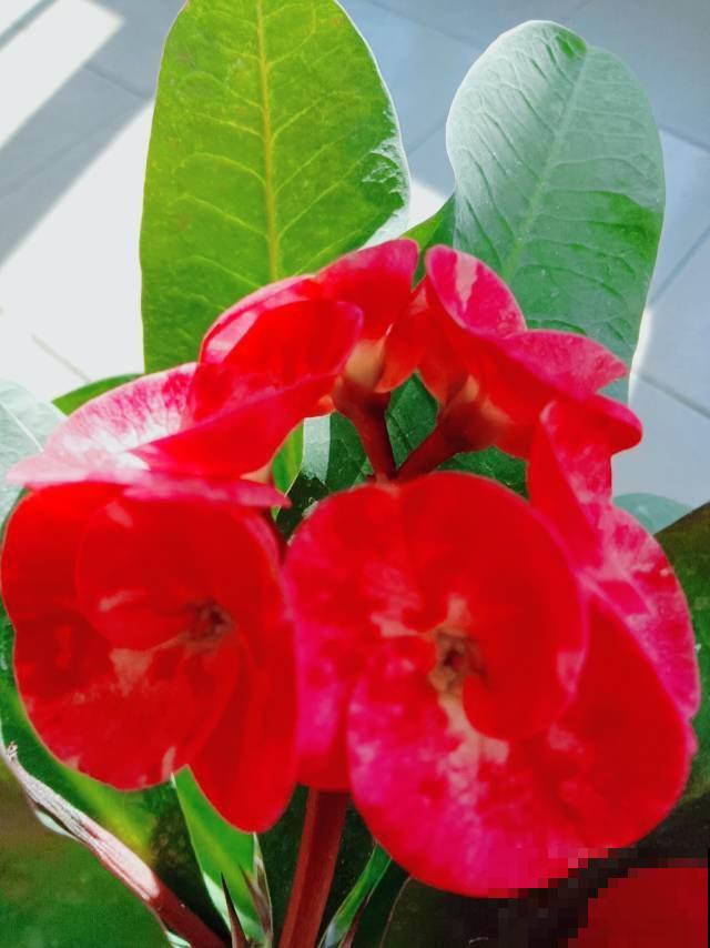 这花真是个“劳模”，一年能开10个月，谁看了都羡慕