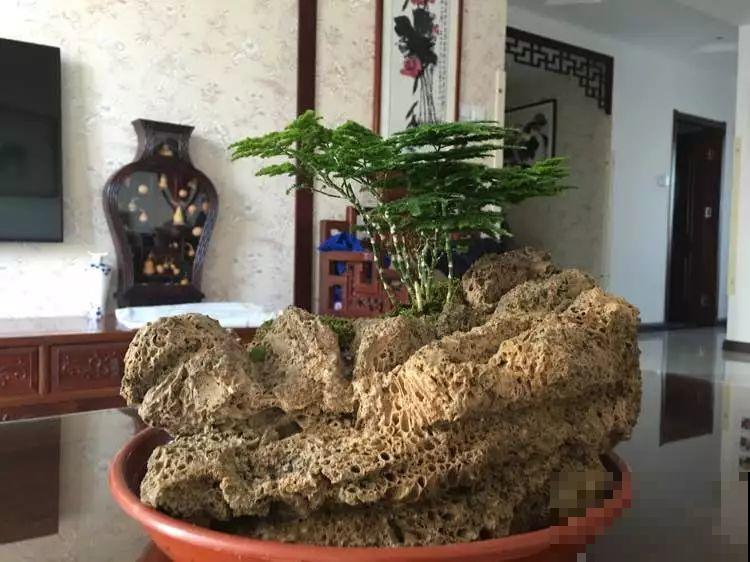 这花就用小盆养，盆越小越开花，比大盆更值钱！