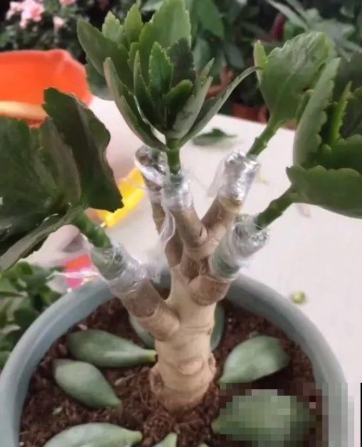 用长寿花盆里浇点它，叶片个个都巴掌大，长成2米“巨无霸”！