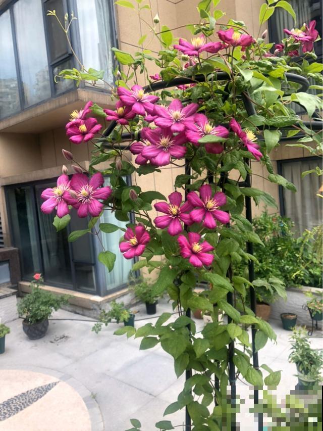 造花园，一定不能少这3种花，每一种都是当之无愧的开花机器！
