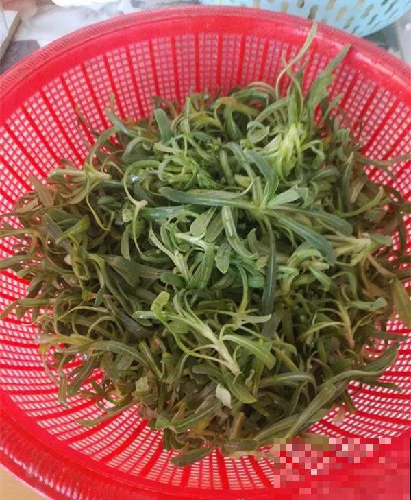 6种野菜最好吃，春天一定不能错过，炒鸡蛋包饺子真美！