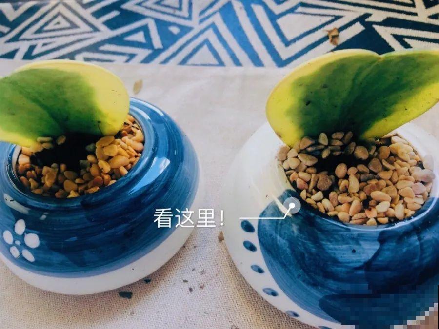 开完花的蟹爪兰，叶子摘一摘，放在梳子上遇水就生根！