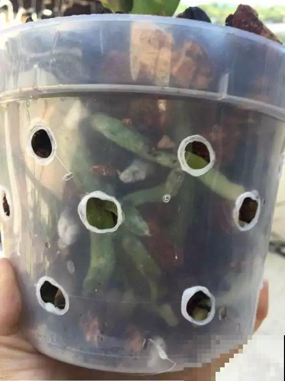 换盆时间到了，家里有这花，换完就窜新芽！
