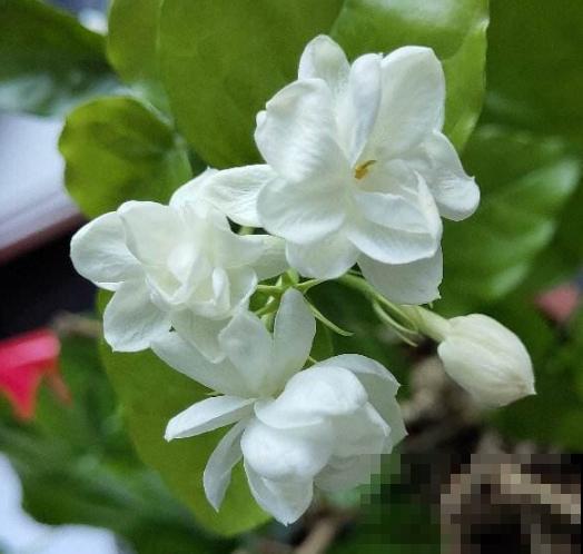 5种能炒鸡蛋的花，喷香喷香的，口水都能留下来！