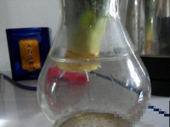 吃剩的菠萝头扔水里，居然长出了小菠萝，太神奇了！