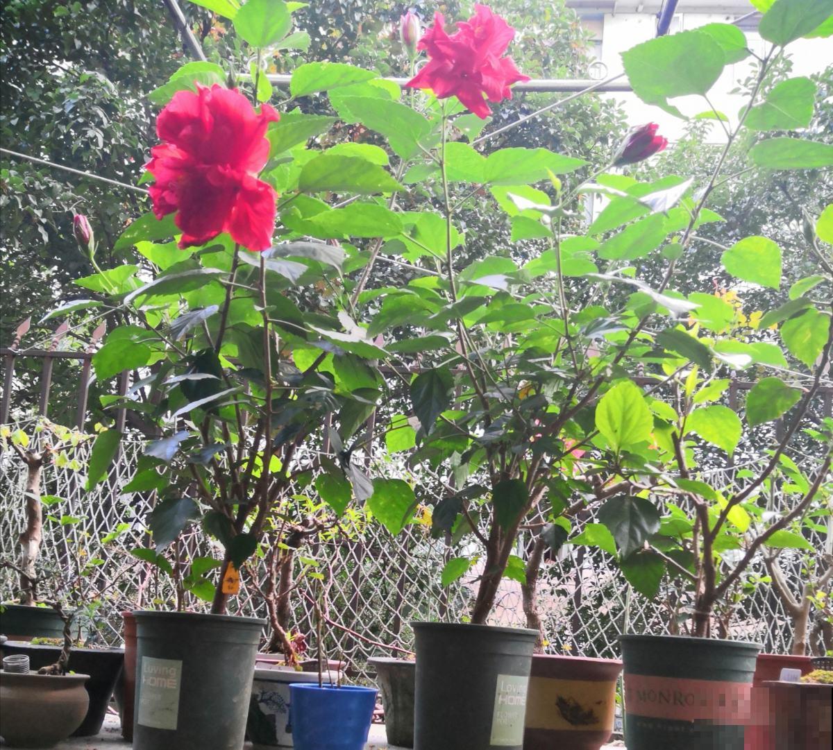 她家扶桑花冬天也能开满屋，原来是按照这法子养的，好厉害！