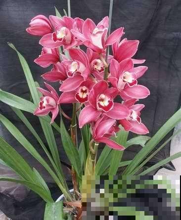 家里养这12种花，每个月开一盆，一整年都有花看