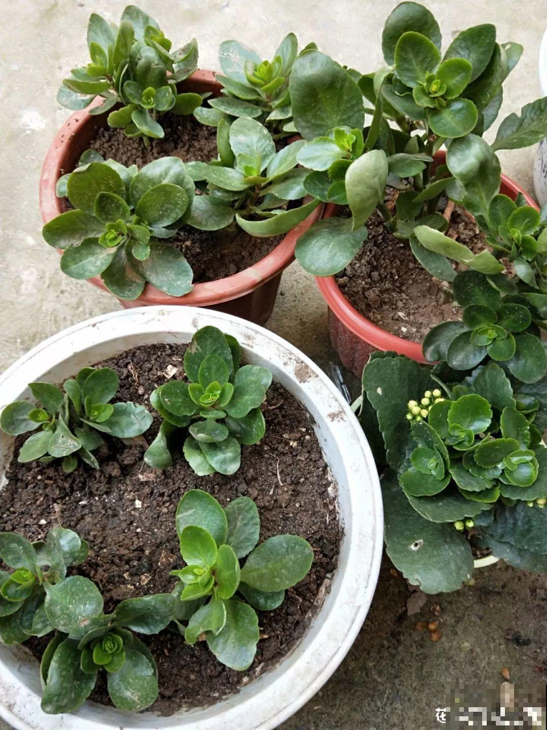给花狠心剃光头，新芽呼呼冒，1年变老桩！
