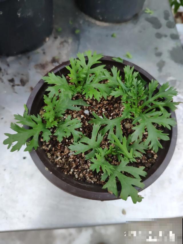 养花就得勤“掐”，别心疼，掐完才能呼呼冒芽