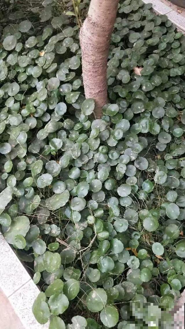 太阳花种子撒一把，能开满阳台，一年四季死不了！