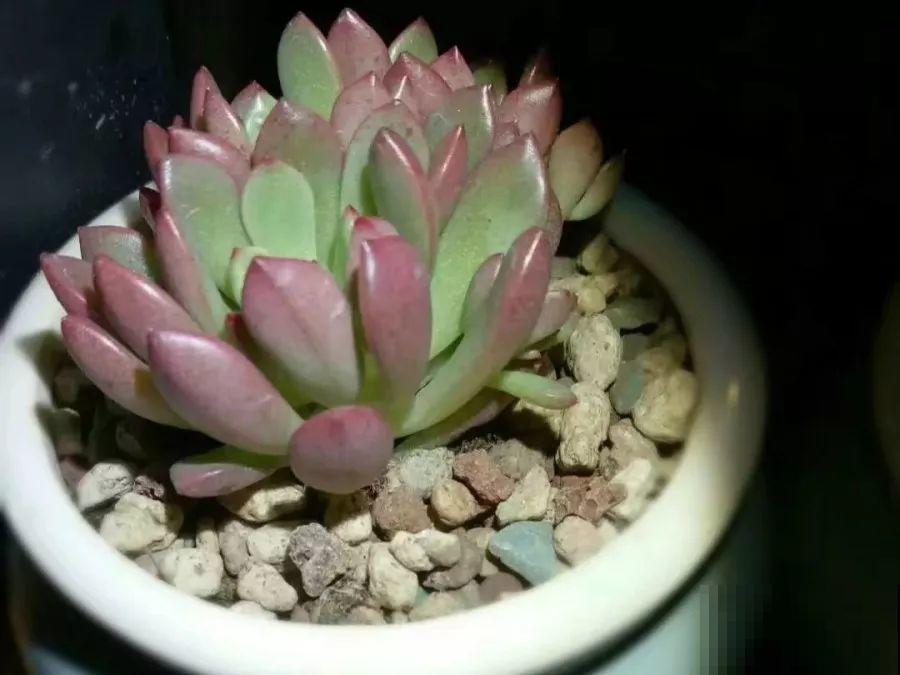 1块5毛钱的多肉，3年后养成了这样，对比太明显！
