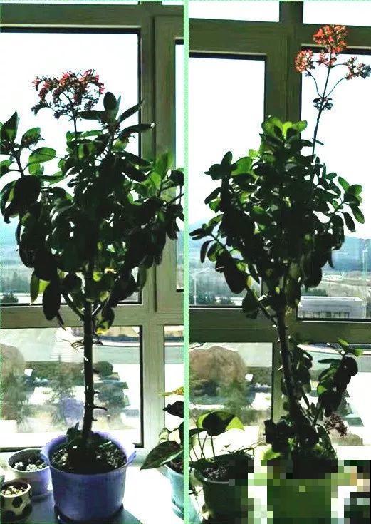 用长寿花盆里浇点它，叶片个个都巴掌大，长成2米“巨无霸”！