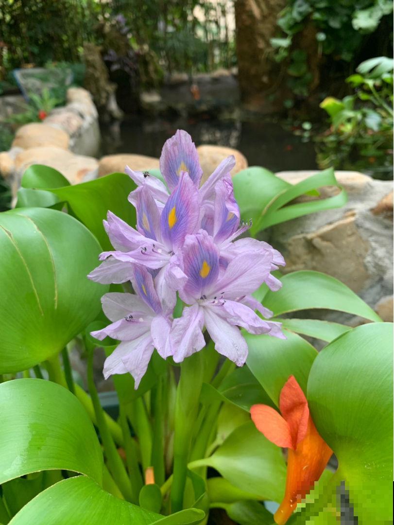 这花是个大水桶，一天一瓢水，叶子又肥又壮
