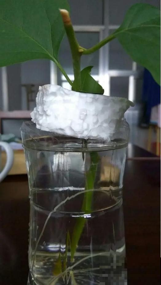 现在扦插2种花，成活率超高，开春不用再买了！