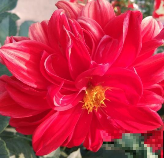 农村一种地瓜花，花开碗口大，居然还是老外的国花？