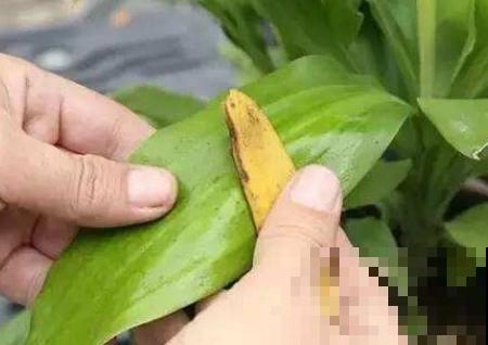 原来这种水果皮也能养花，以前都当垃圾扔了，这下赶紧留起来！