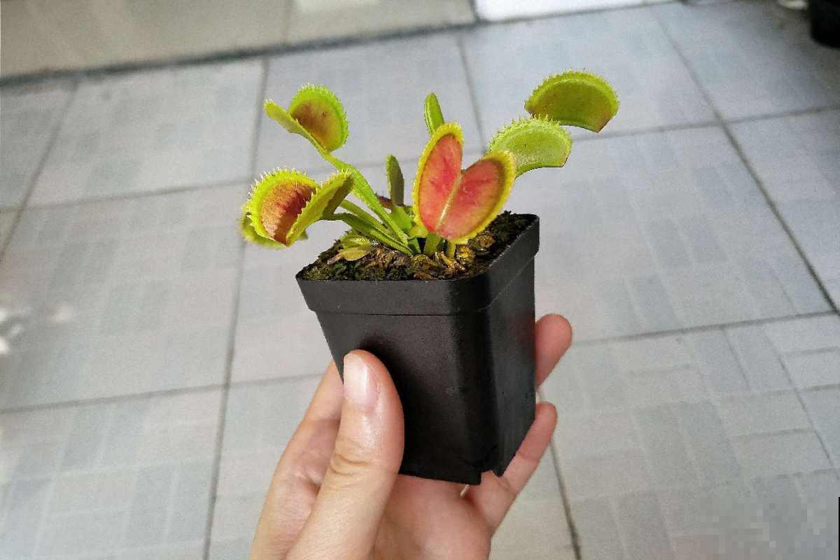 别看这花长得怪，吃虫灭蚊最拿手，屋里小飞虫全被消灭