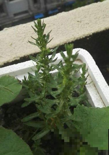 这野草和肉虫共生，一看见就起鸡皮疙瘩，市场卖几十块一斤！