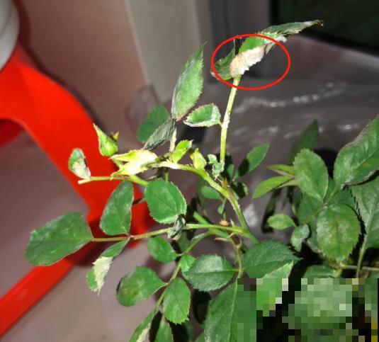 月季虫害要早防，不然温度升上来，爆发后就晚了！