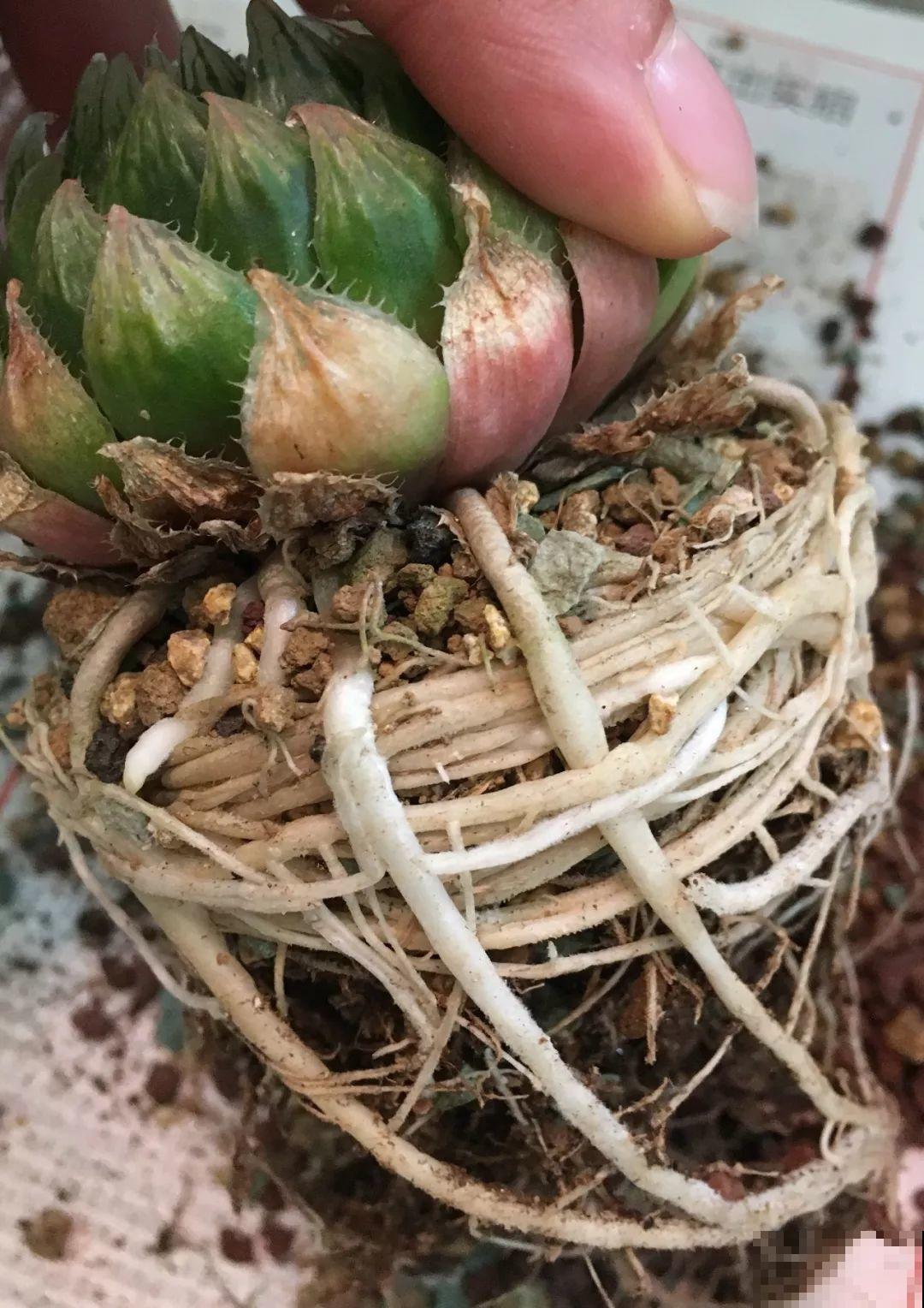 这花太能生，根系长满一轮胎，必须要换盆！