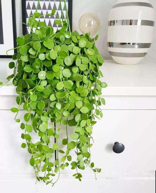 5种招财植物，叶片长得像铜钱，寓意财源滚滚来！