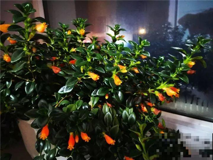 10种名贵兰花，春节养最美，花一开满屋子香气！