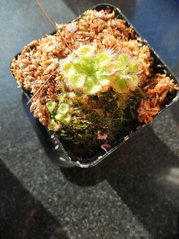 小时候常见的野草，竟是“肉食”植物，真是太奇特了