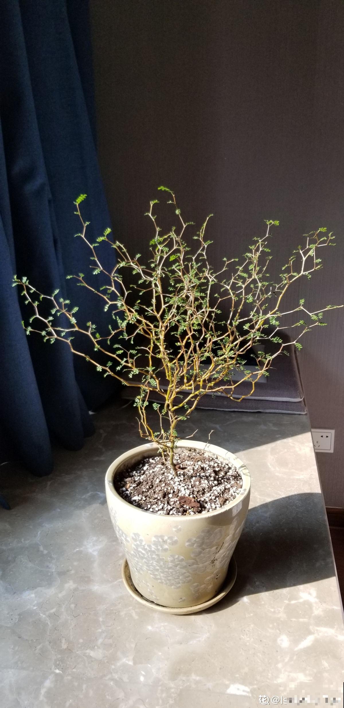 这三种花叶子像油画，看起来特精致，养在家里添气质