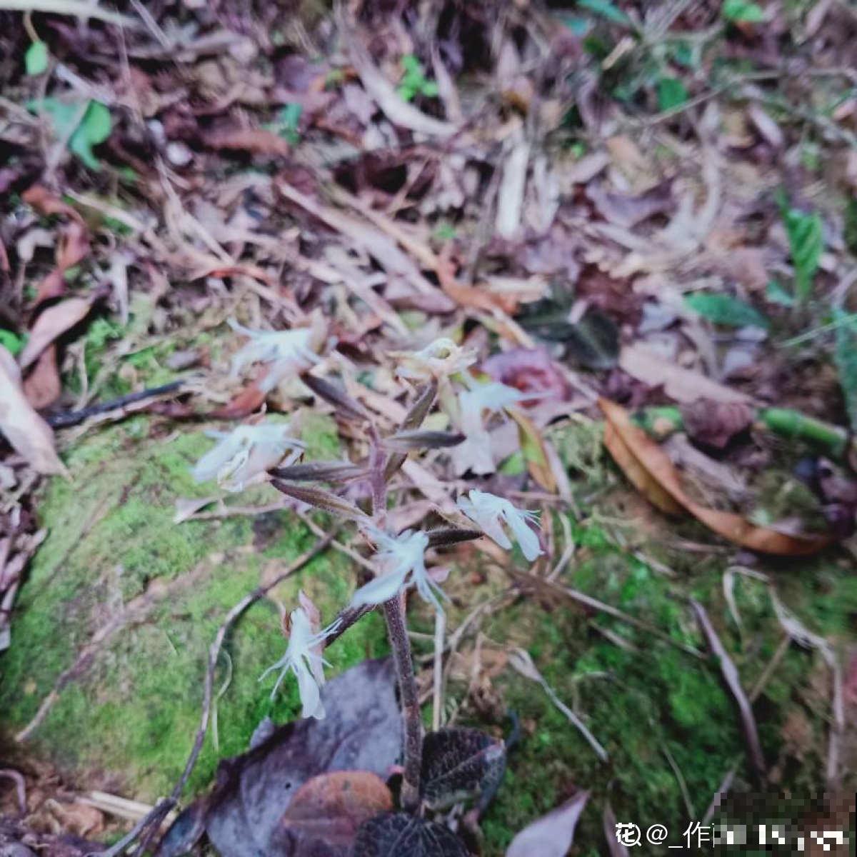 这种草被称为“草中黄金”，农村山上就有，还能泡茶喝