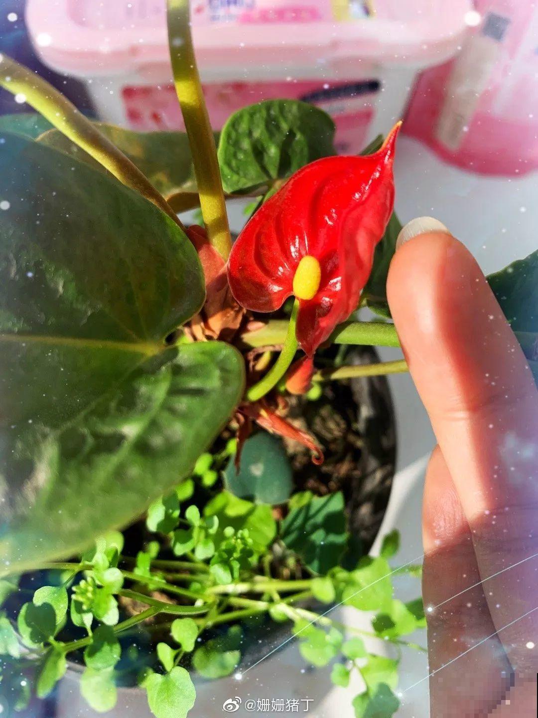 这花就用小盆养，盆越小越开花，比大盆更值钱！