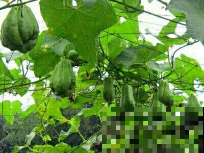 这种“千金瓜”，产量高，价不低，自己在家也能种