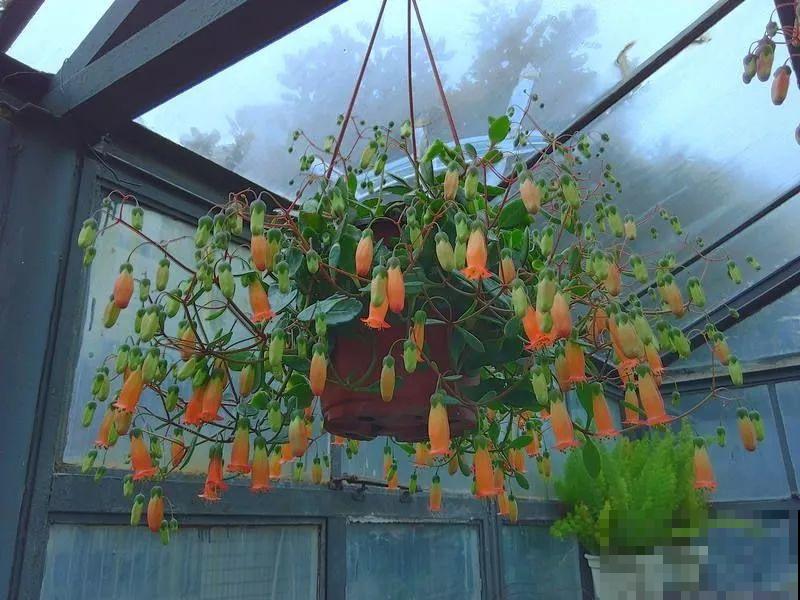 这2个长寿新品种，花一开像吊灯，新手也能养爆盆！