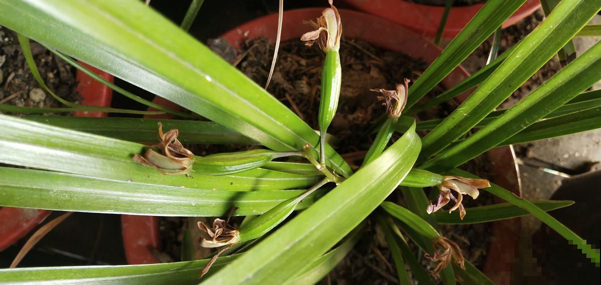 这花真神奇，开花开出“小蜜蜂”，谁见了都夸