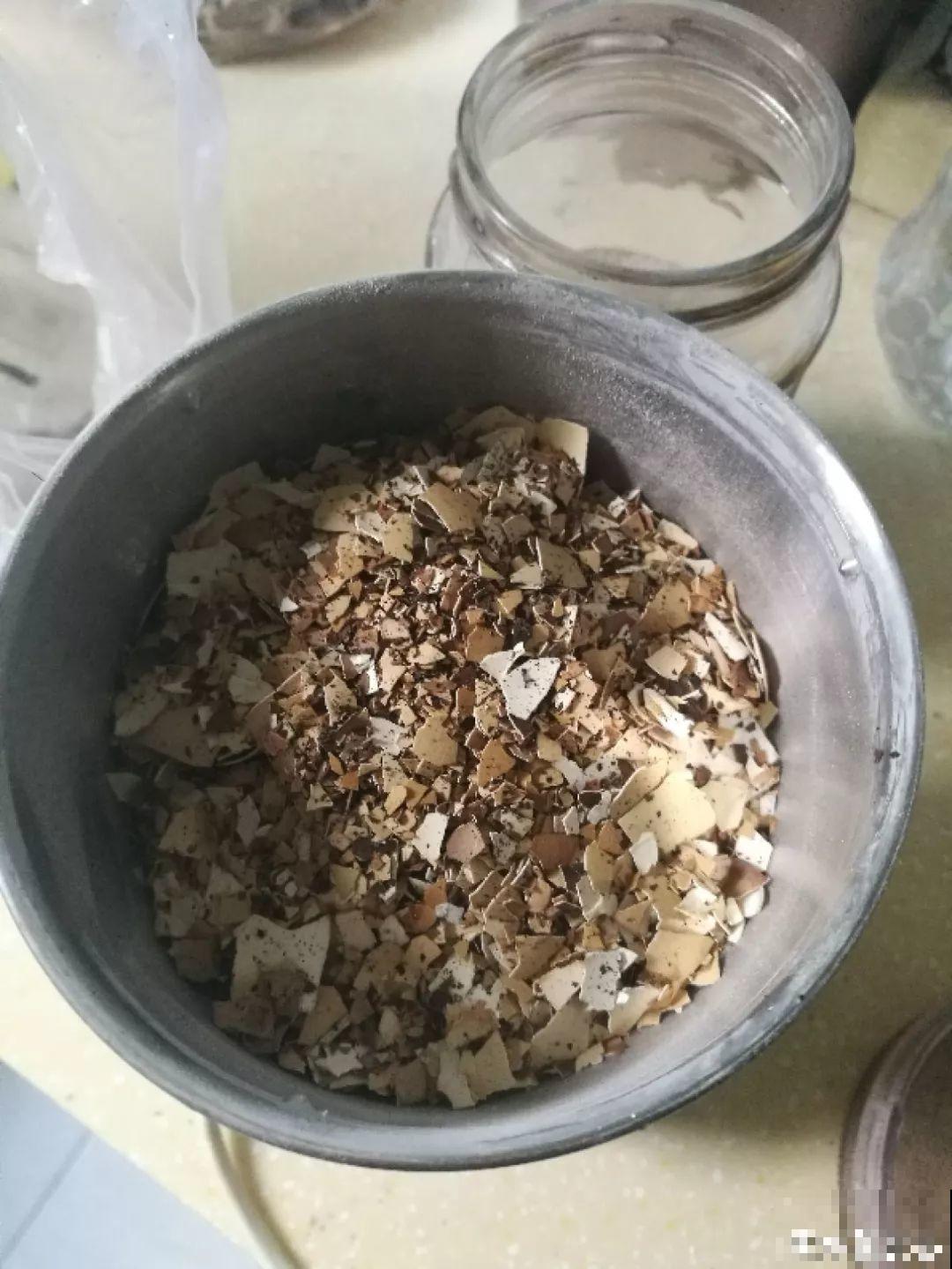 1把果壳丢盆里，比任何肥料都好使，养10年不烂根！