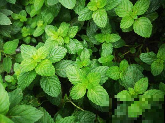 这种植物可以做菜，叶子摘下能泡茶，养人又养眼！