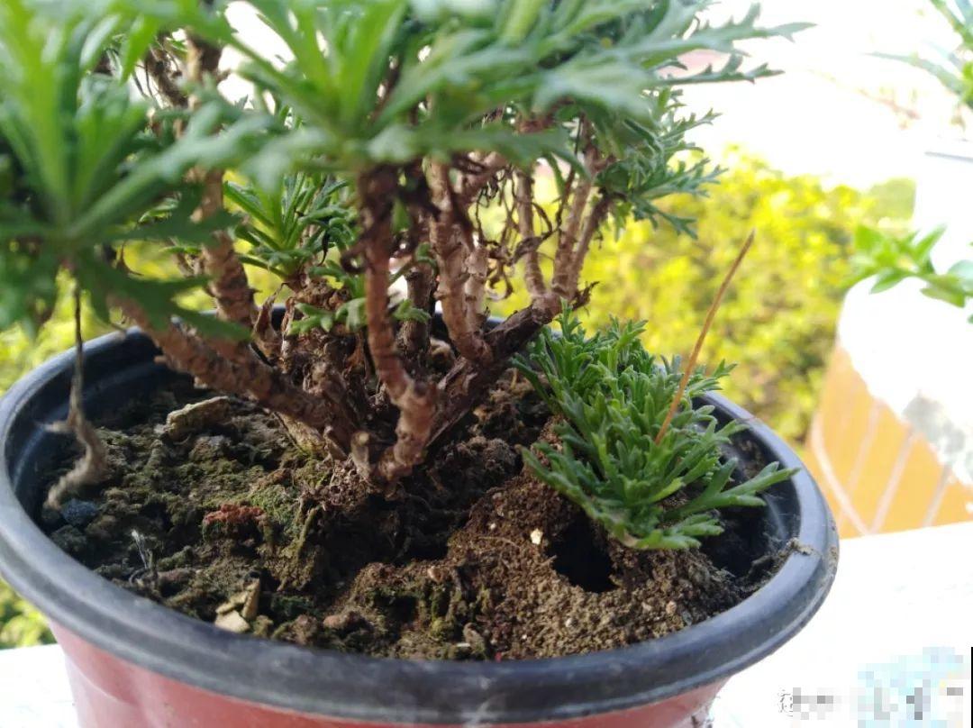 小心点，给花浇上84消毒液，直接活不过3天！