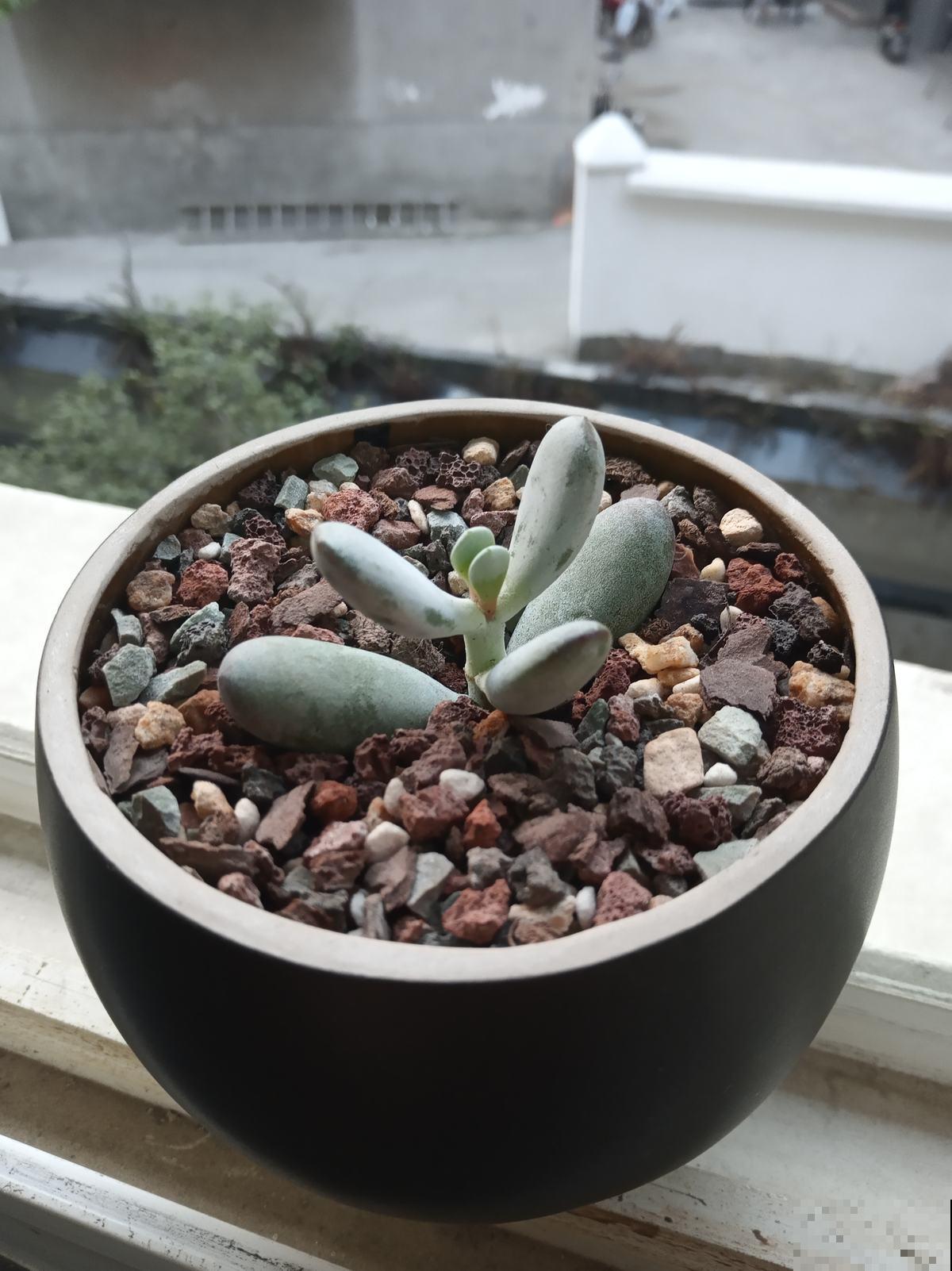 养这花浇水得注意，不能浇到叶子上，否则叶子烂精光