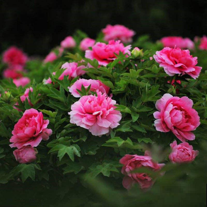这花“体积大”，适合种在大盆里，盆越大花长得越旺