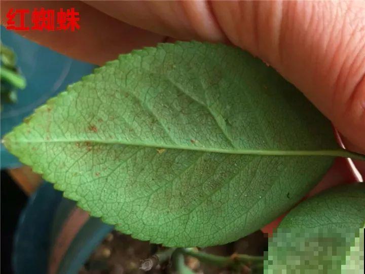 花变成这样，立马剪撒点粉，否则撑不过7天！
