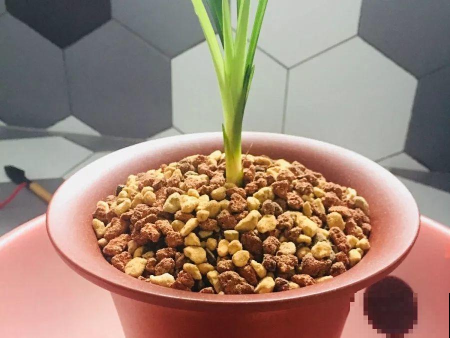换盆时间到了，家里有这花，换完就窜新芽！