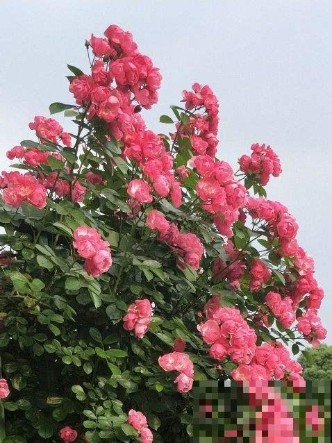 路边盛开的“17种”花，一次教你认全，再也不怕不认识了