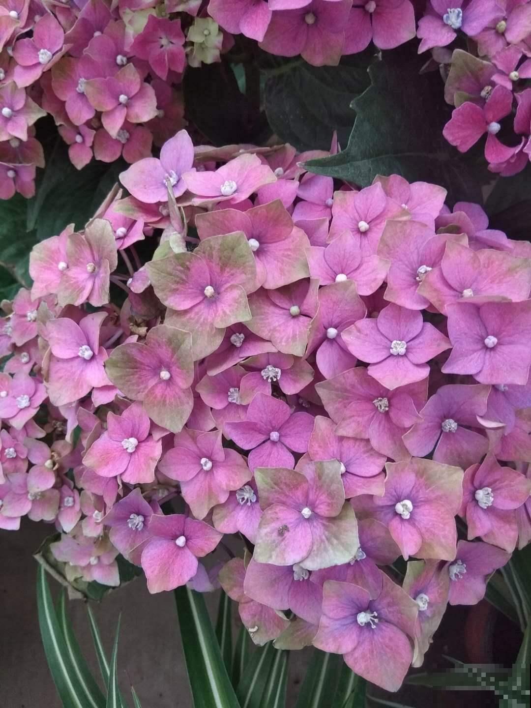 那些开出“花团子”的花，个个都是爆盆机器，开花停不下来