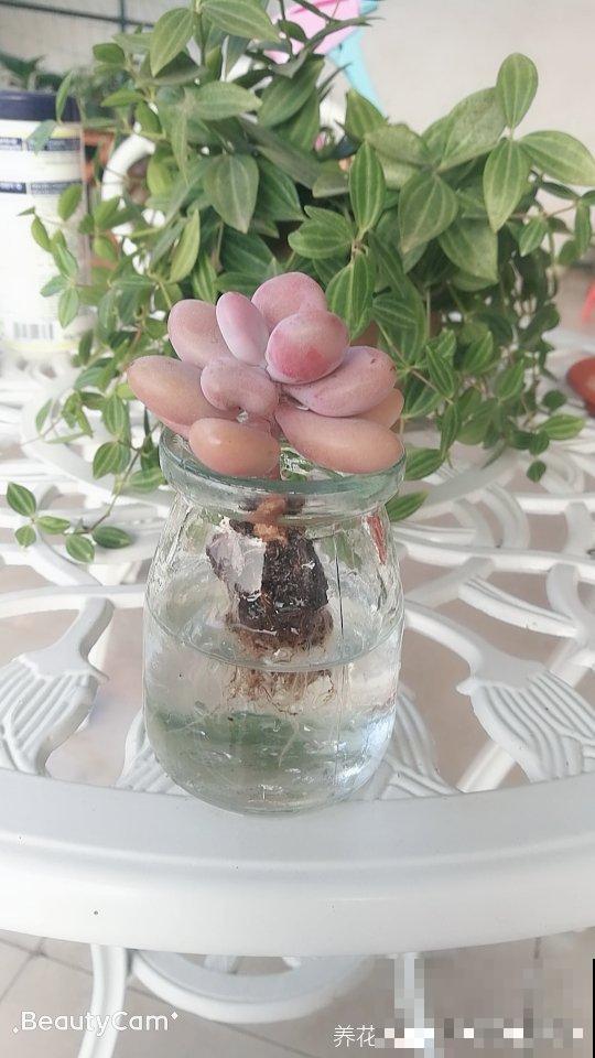 总是养死的花，那就放水里养，呼呼冒出“豆芽根”